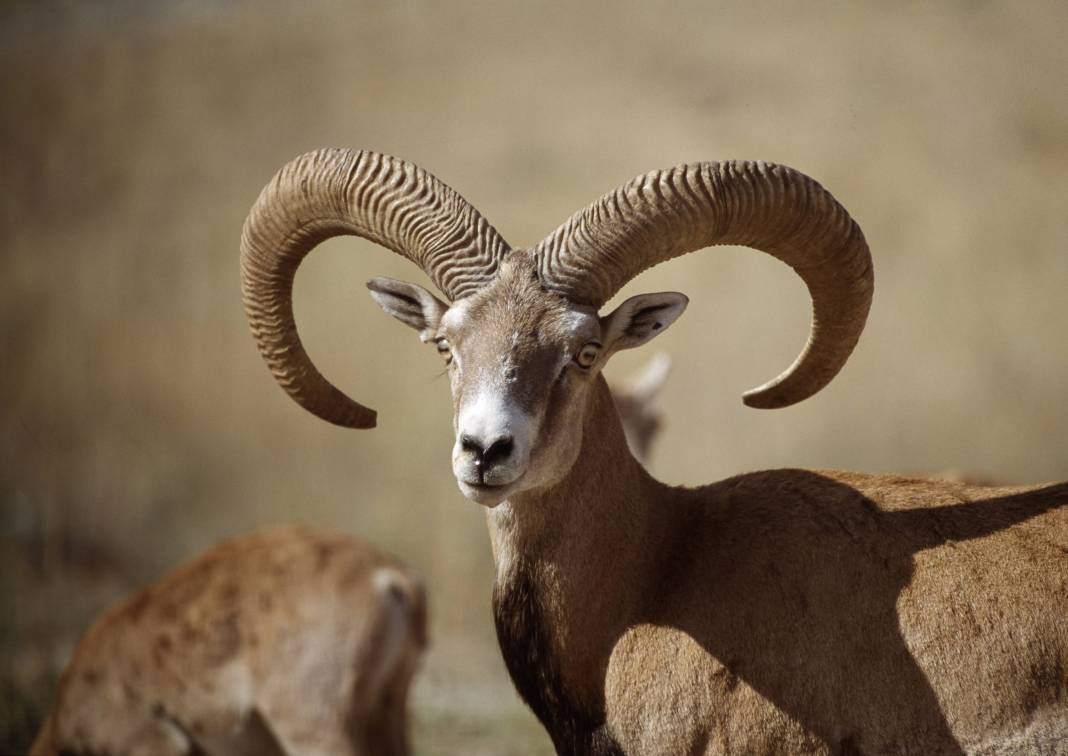 Anadolu Parsını avlayanlar yandı! Cezası 30 milyon lira - Resim: 31